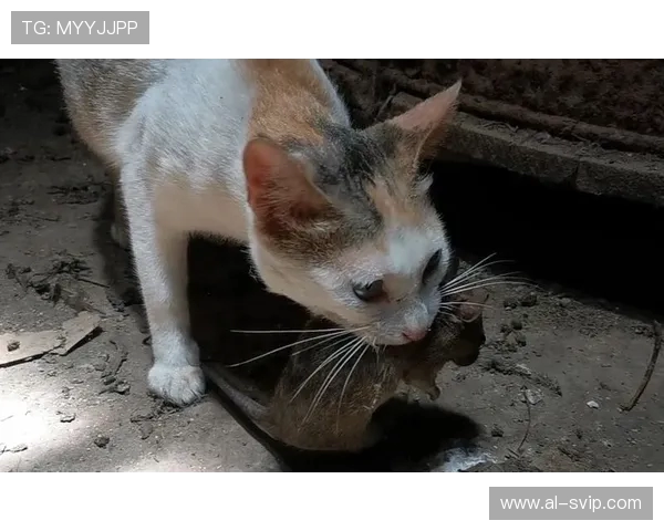 山东枣庄猫抓老鼠游戏真人版引发热潮 社区互动欢乐无穷